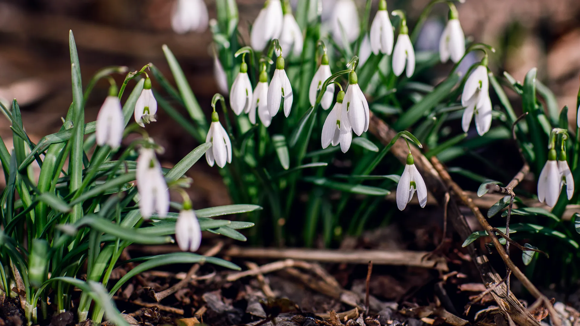 Весна в феврале или снова морозы: каким будет климатический сценарий для Москвы по прогнозу метеорологов