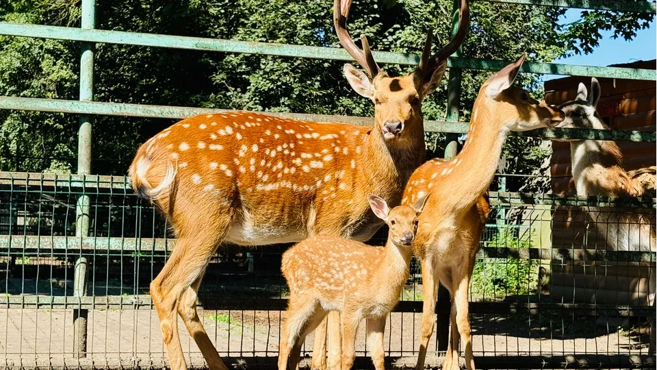 Фото: МедиаБанк Подмосковья/Ольга Стаферова