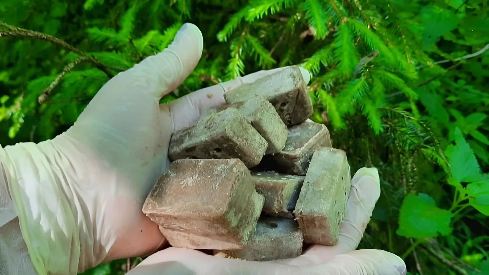 Фото: Комлесхоз МО