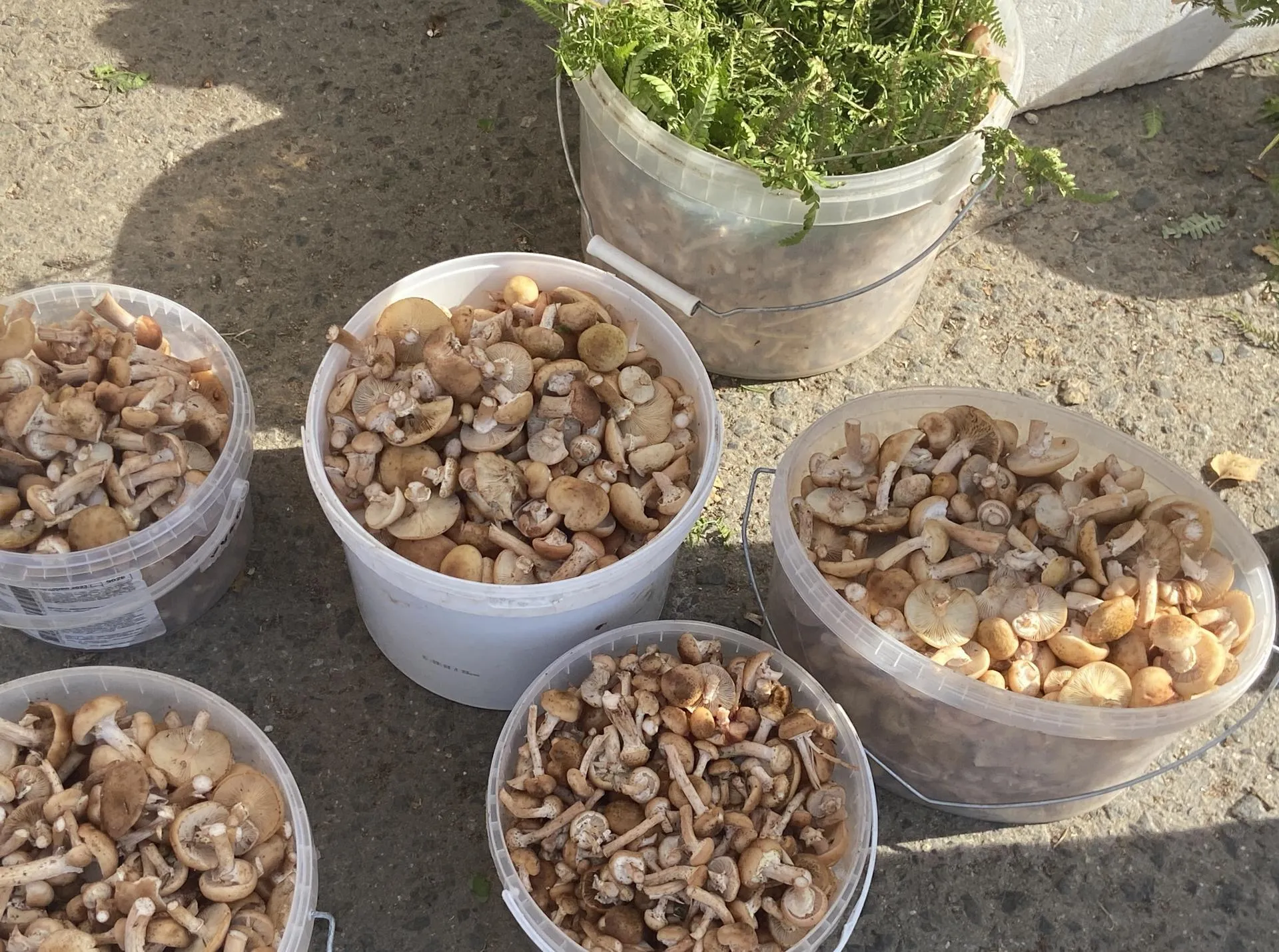 Светлана Борщева