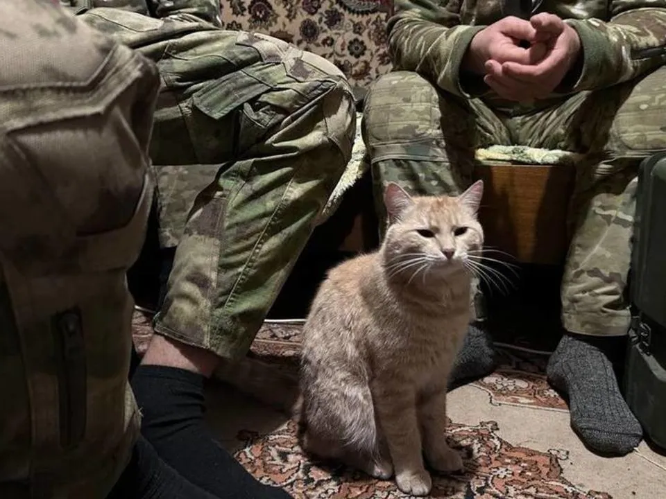 «Чутко слышит и видит в темноте»: кошки стали помогать бойцам СВО на заданиях