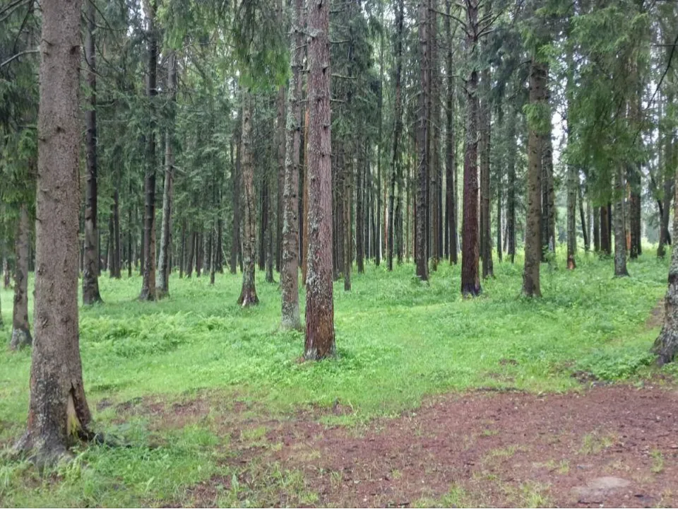 Фото: Комитет лесного хозяйства МО