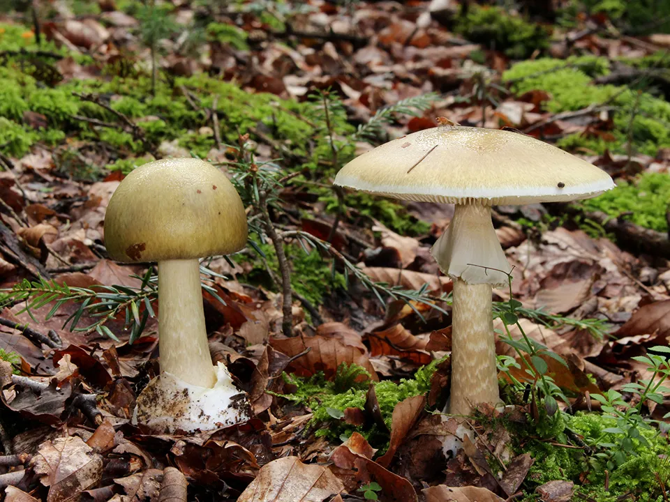 Фото: сommons.wikimedia/Holger Krisp