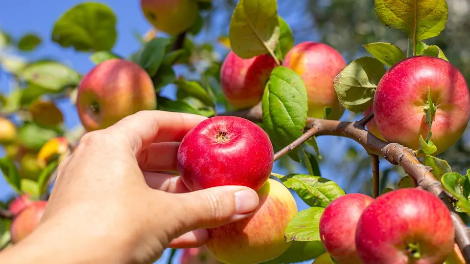 Фото: istockphoto.com/Natalia Kokhanova