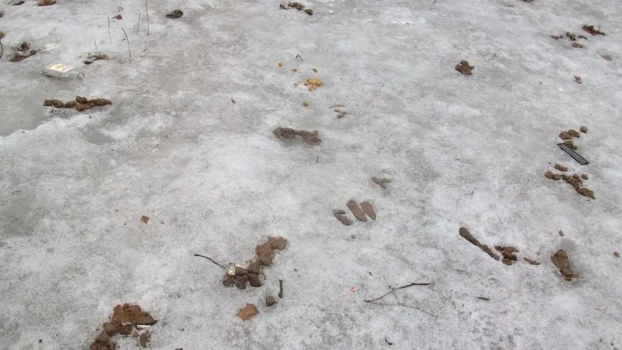 Фото: соцсети