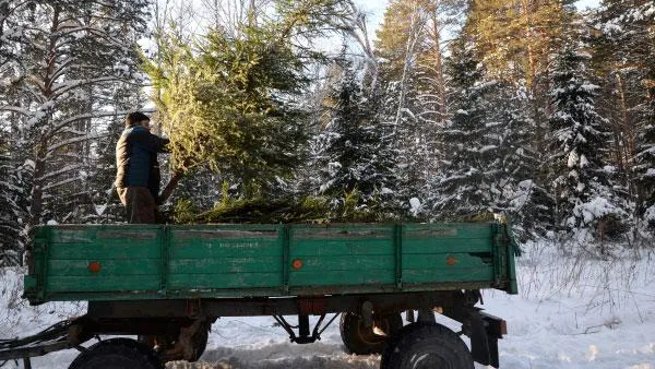 Старший участковый лесничий ответит на все вопросы жителей Подмосковья