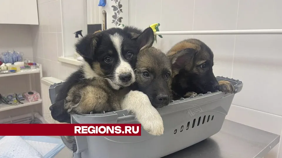 Фото: личный архив Дмитрия Сидикина