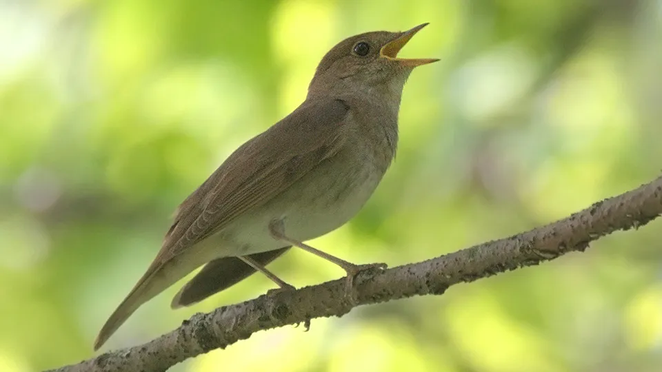 Фото: сommons.wikimedia/Dion Art