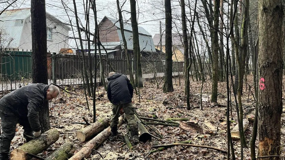 Фото: Комитет лесного хозяйства Московской области