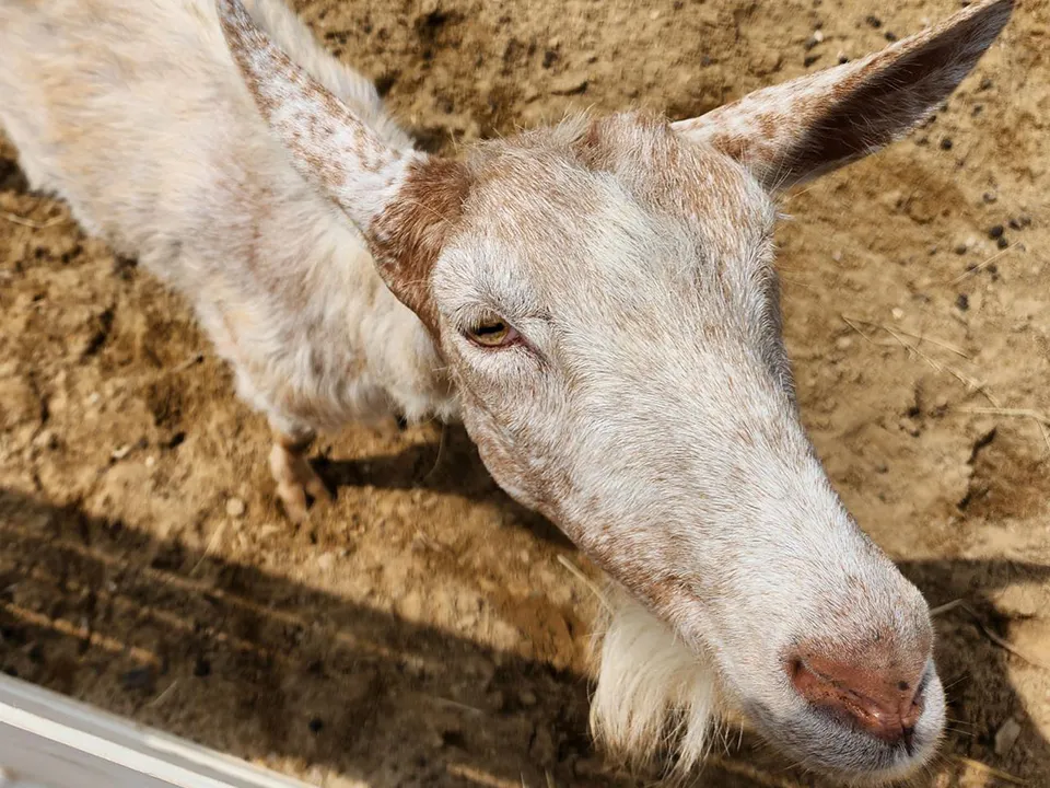 Соседи звездных коз. Фото: Андрей Семибратов
