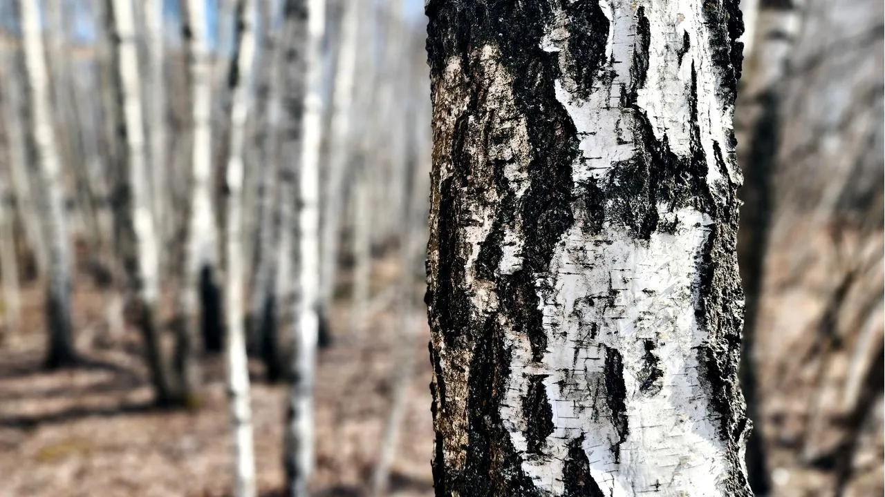 МедиаБанк Подмосковья/Мария Панина