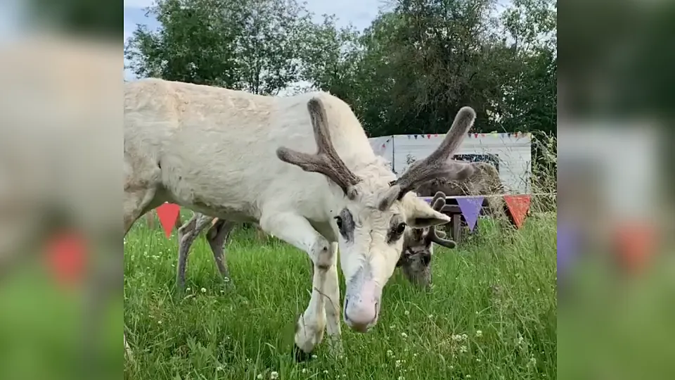 Фото: t.me/dmitrov_detka