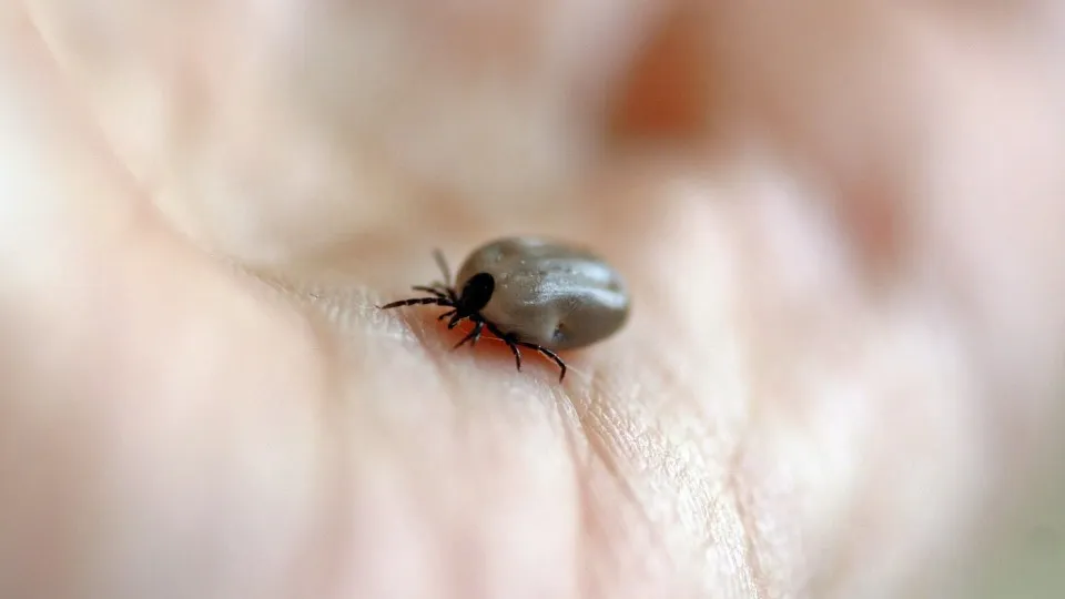 Фото: pxhere.com