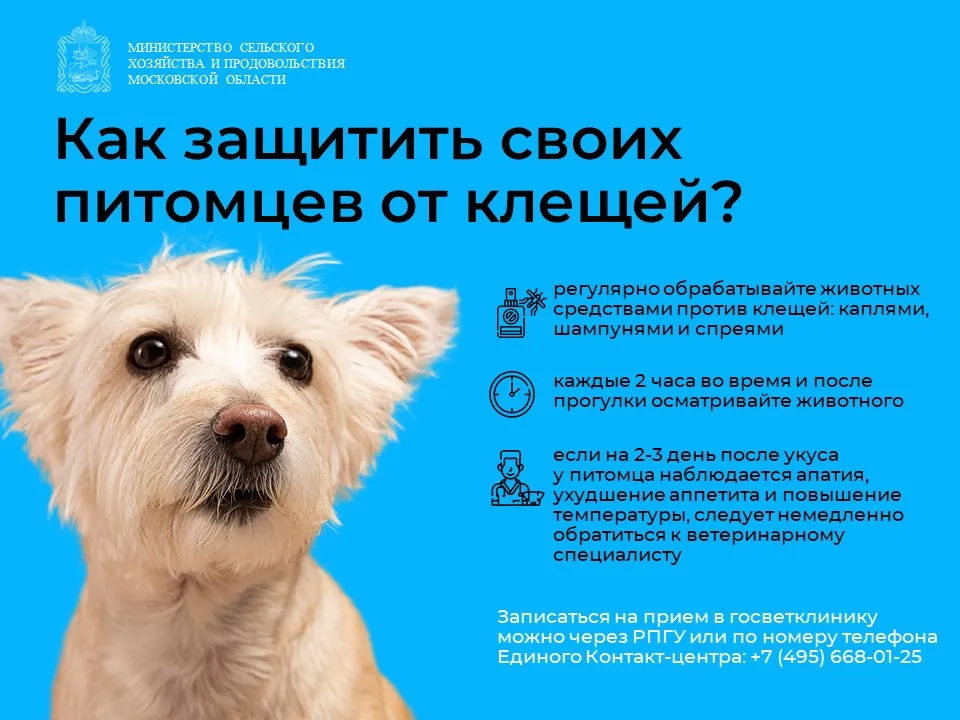 Фото:&nbsp;пресс-служба Минсельхозпрод МО