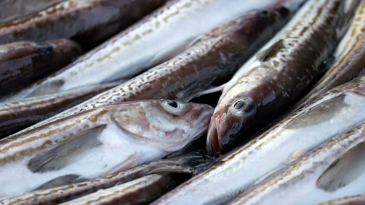 Китай полностью приостановил импорт японских морепродуктов