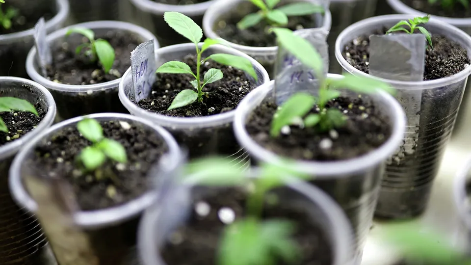 Фото: РИА Новости/Виталий Тимкив