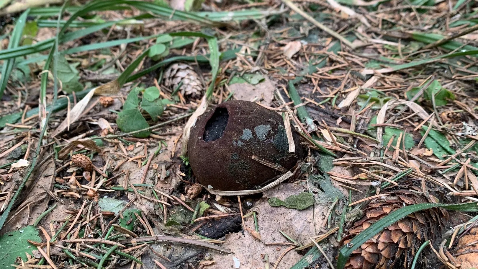 Фото: vk.com/Грибы Подмосковья 2024