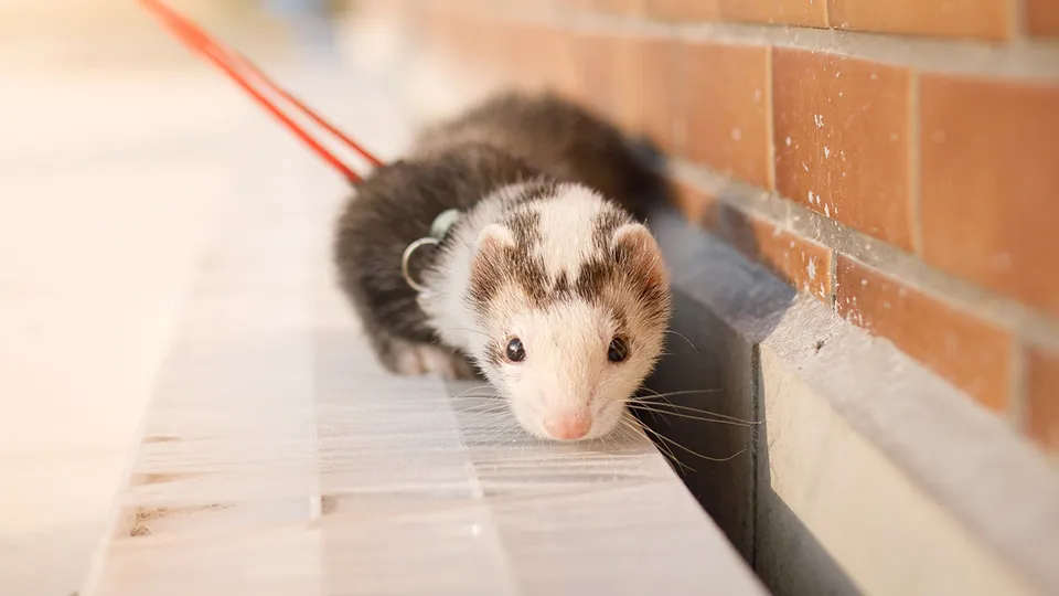 Фото: istockphoto.com/Capuski