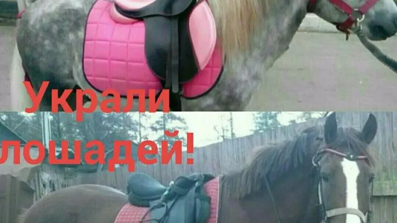 Лошадь, пони и коров украли неизвестные в Рузском районе