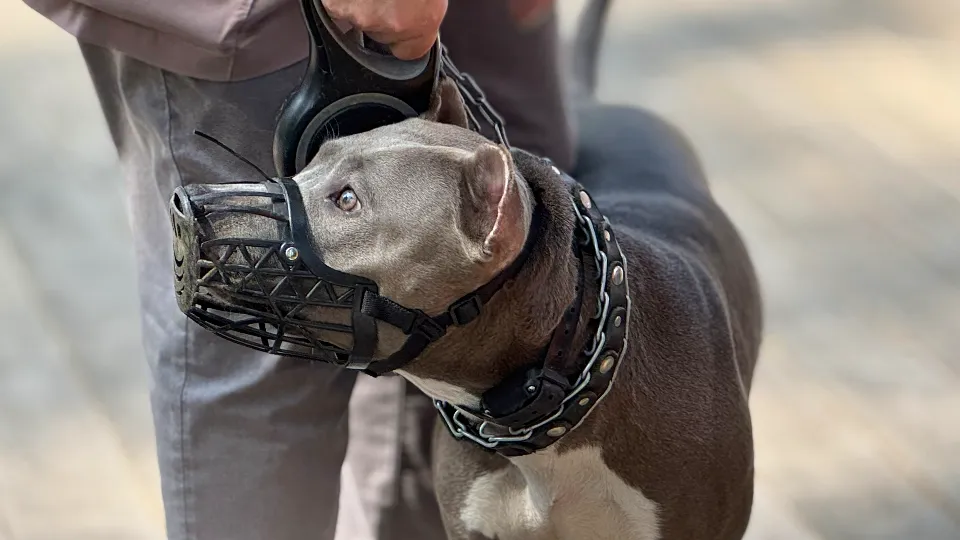 Фото: МедиаБанк Подмосковья/Виктория Фортуна