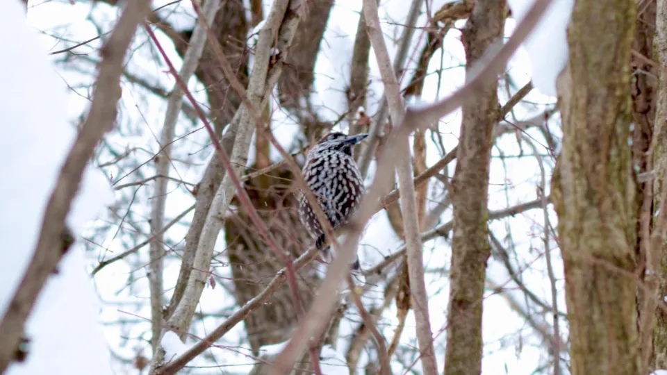 Фото: Фрязинский лесопарк