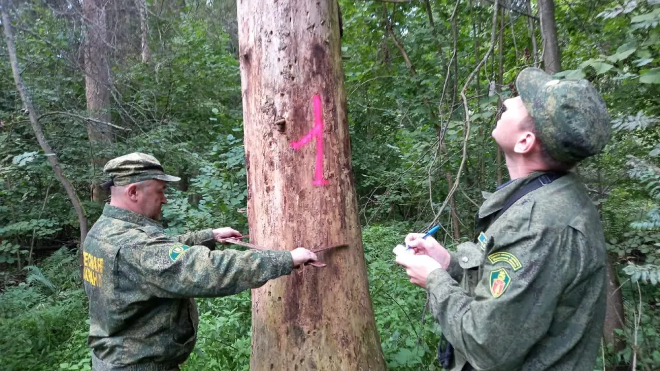 Фото: Комитет лесного хозяйства Московской области