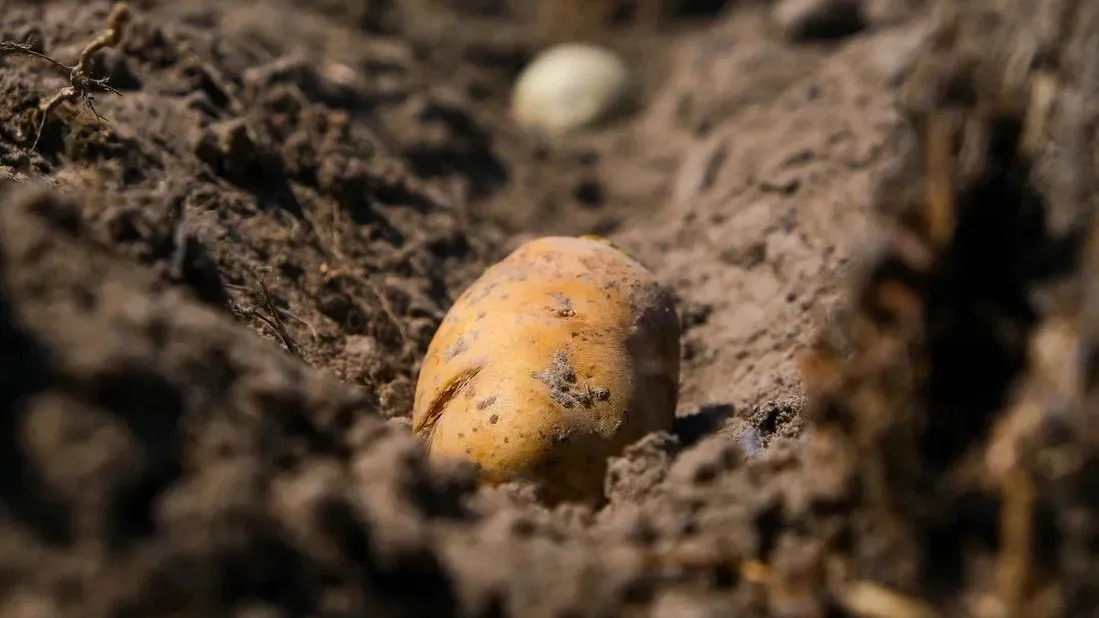 МедиаБанк Подмосковья/Мария Бороданева