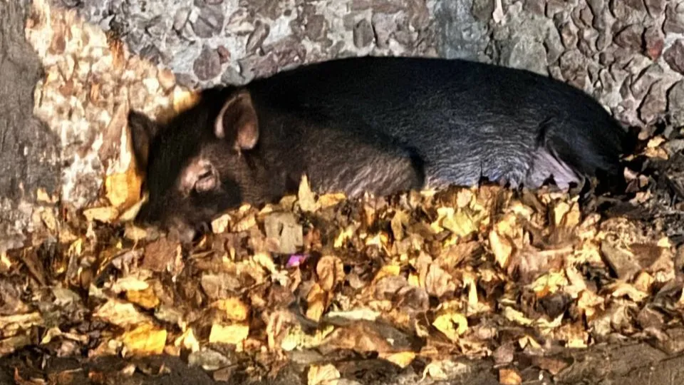 Фото: МедиаБанк Подмосковья/Ангелина Стельмух