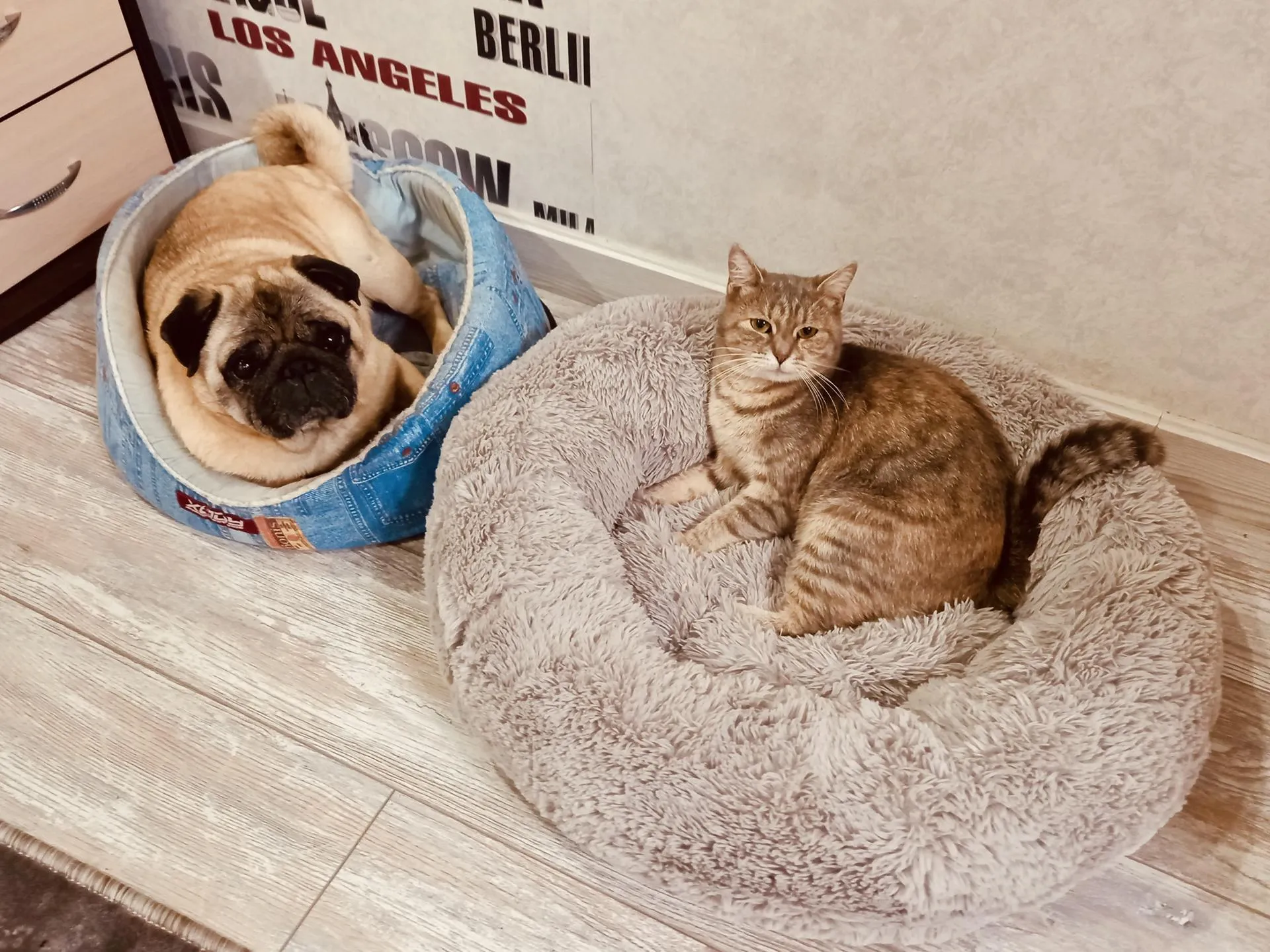 МедиаБанк Подмосковья/Ольга Стаферова