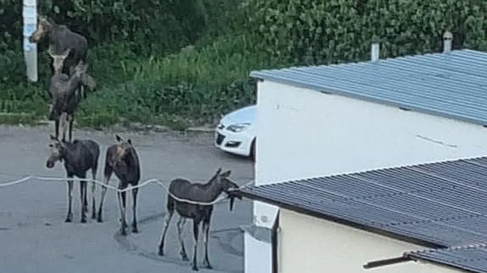 Фото: t.me/news_vkrasnoznamenske_ru