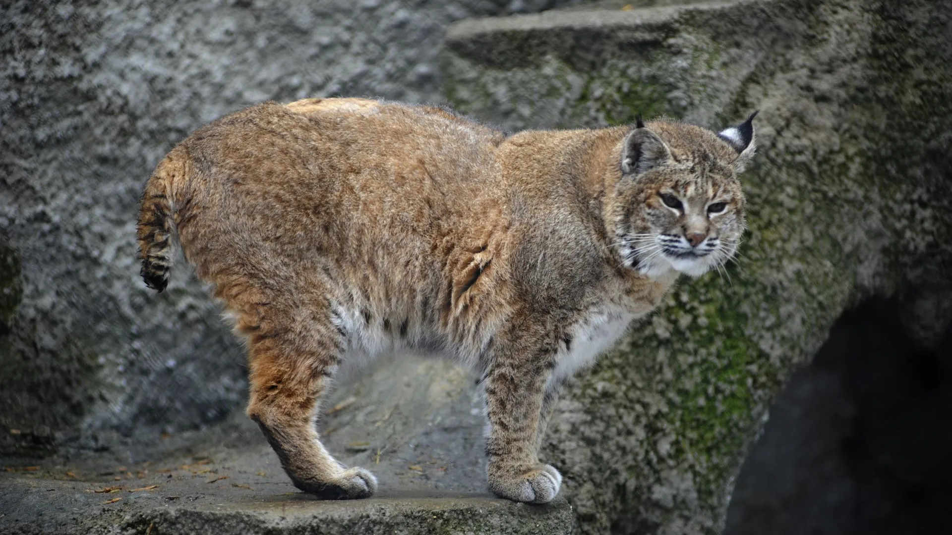 медиасток.рф