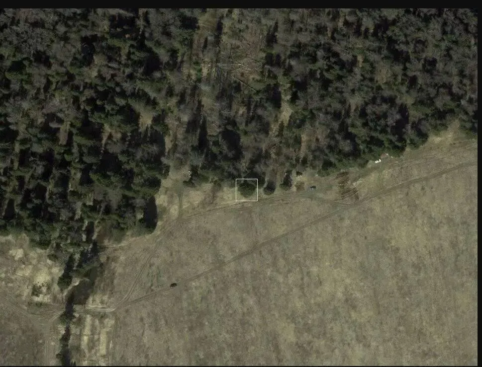 Спутниковый снимок вечнозеленой красавицы, выбранной для торжеств на главной площади страны