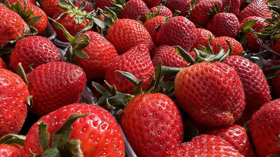 Фото: REGIONS/Мария Шматкова