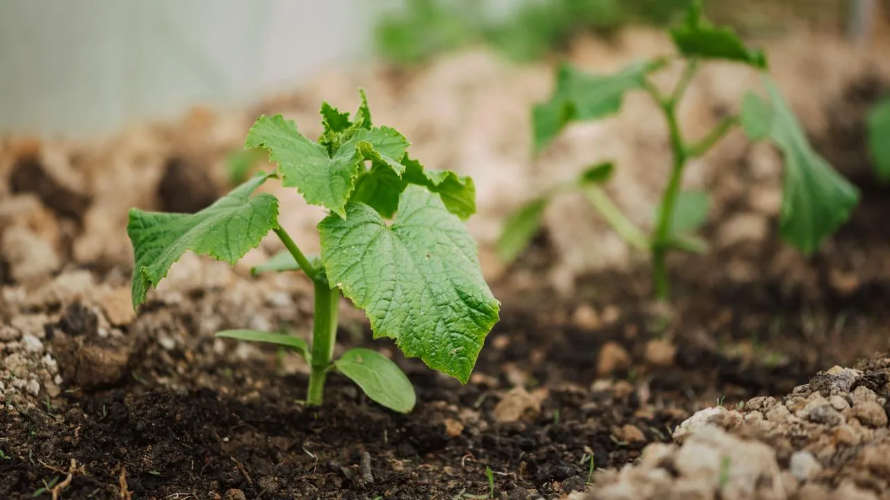 istockphoto.com/Vasil Dimitrov