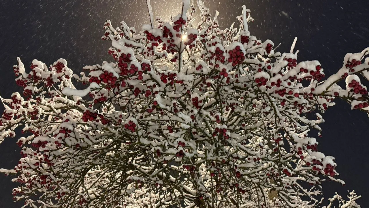 Фото: Марина Алифанова