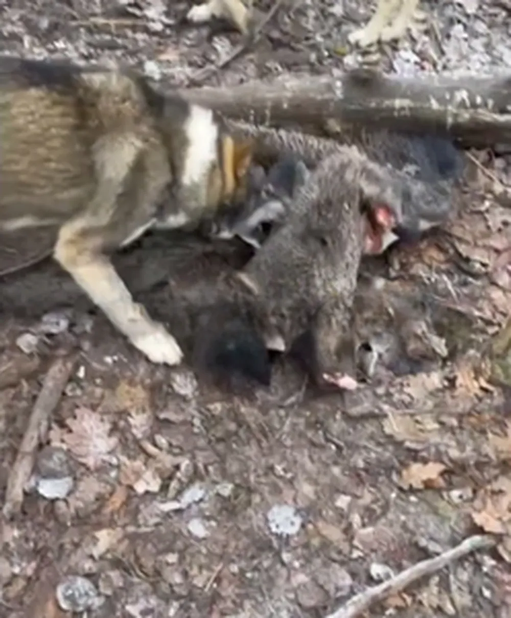 Фото: Истра, буря, безумие / Telegram