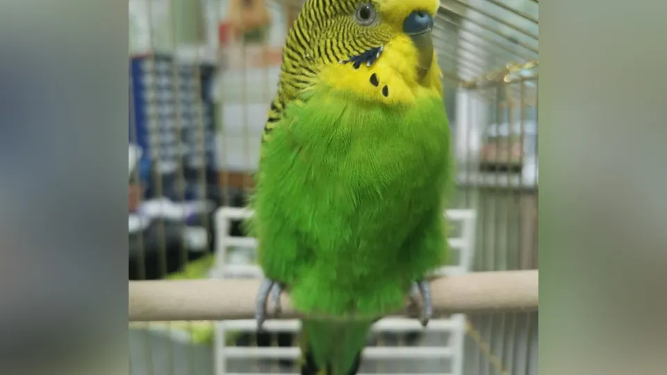 Фото: Министерство сельского хозяйства и продовольствия Московской области