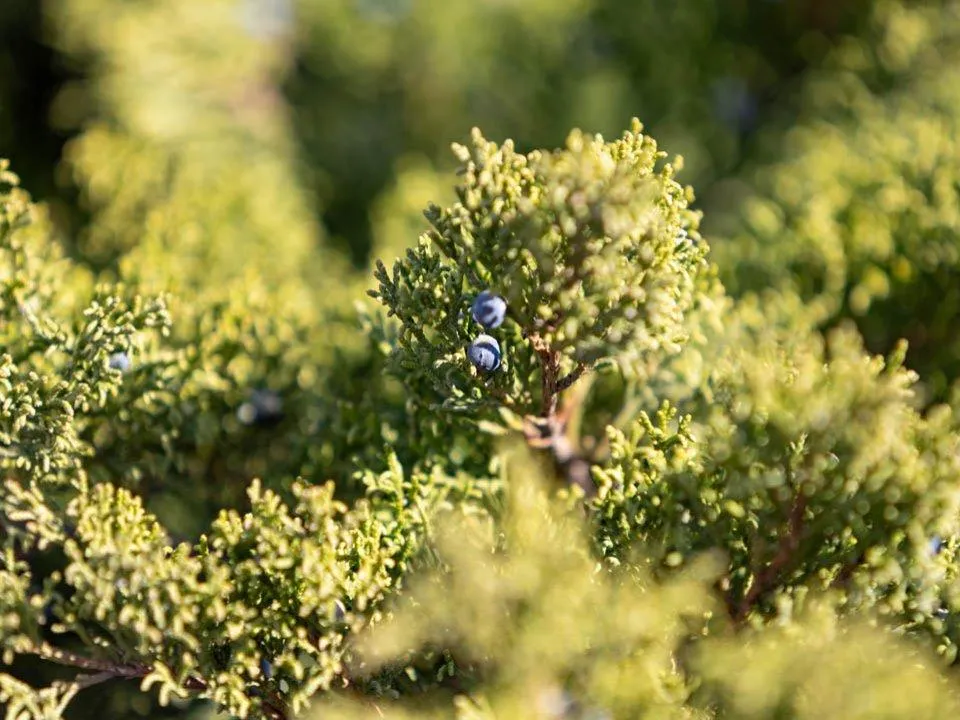 Весна врывается: в Москве и Подмосковье потеплеет до +15 градусов
