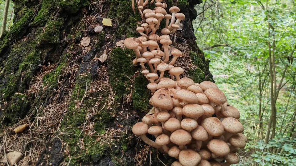 Фото: МедиаБанк Подмосковья/Мария Панина