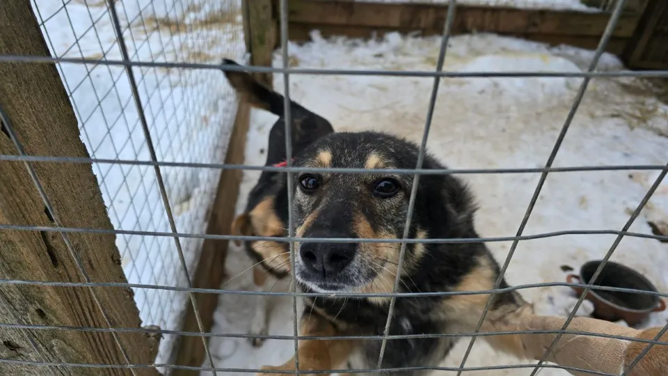 Фото: МедиаБанк Подмосковья/Яна Шаливская
