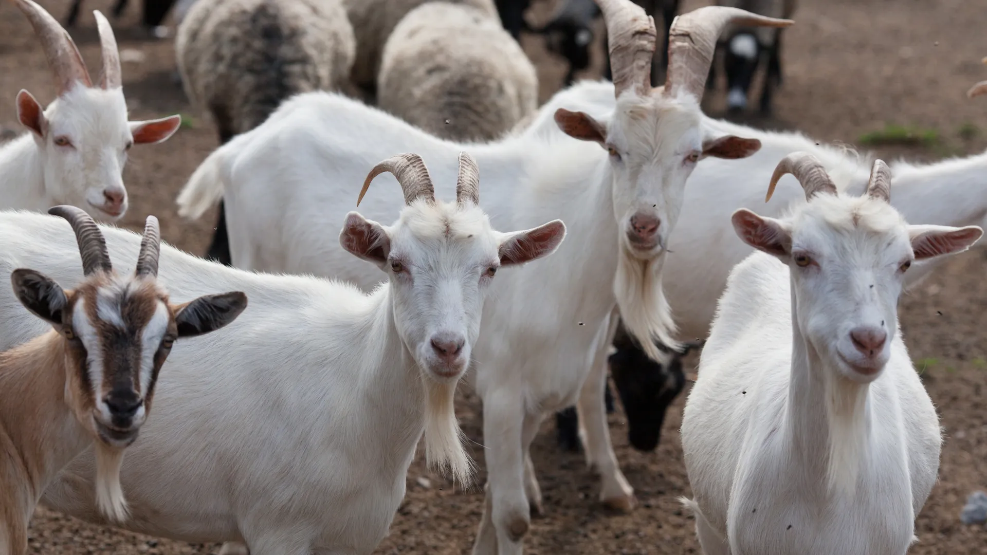 «Сначала подпись, потом морковка»: козочка из подмосковного парка оформила документы и стала звездой сети