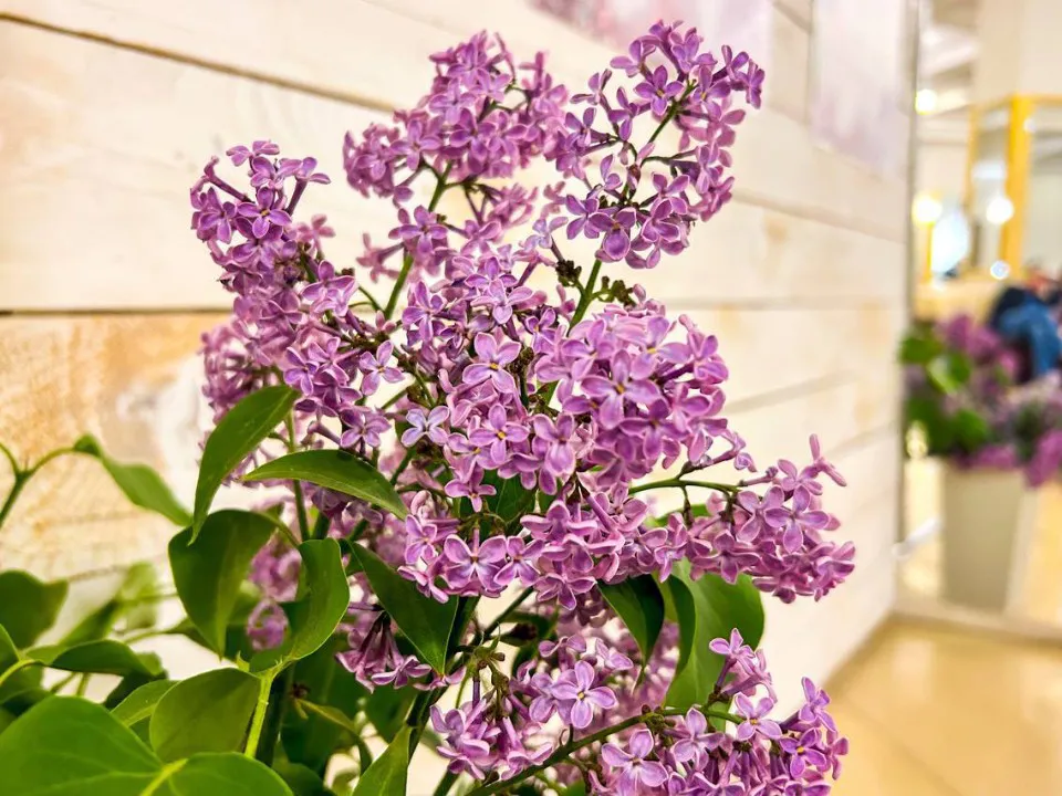 Фото: пресс-служба администрации г. о. Подольск