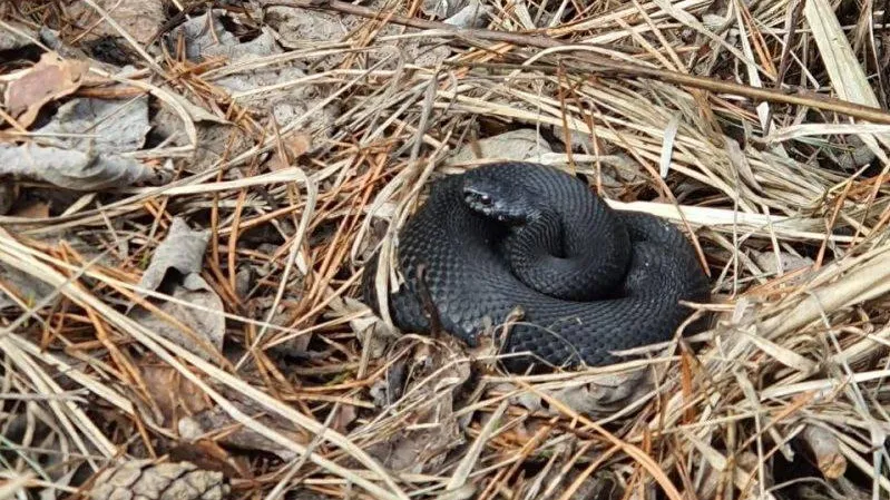 Фото: Головатюк А.А.