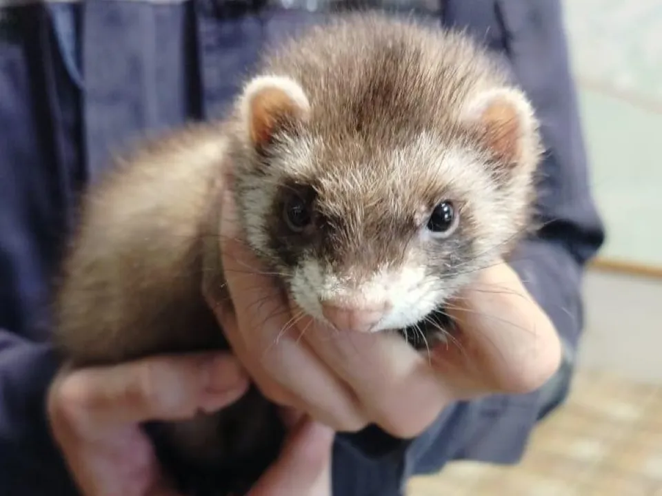 Фото: ГКУ МО «Мособлпожспас»