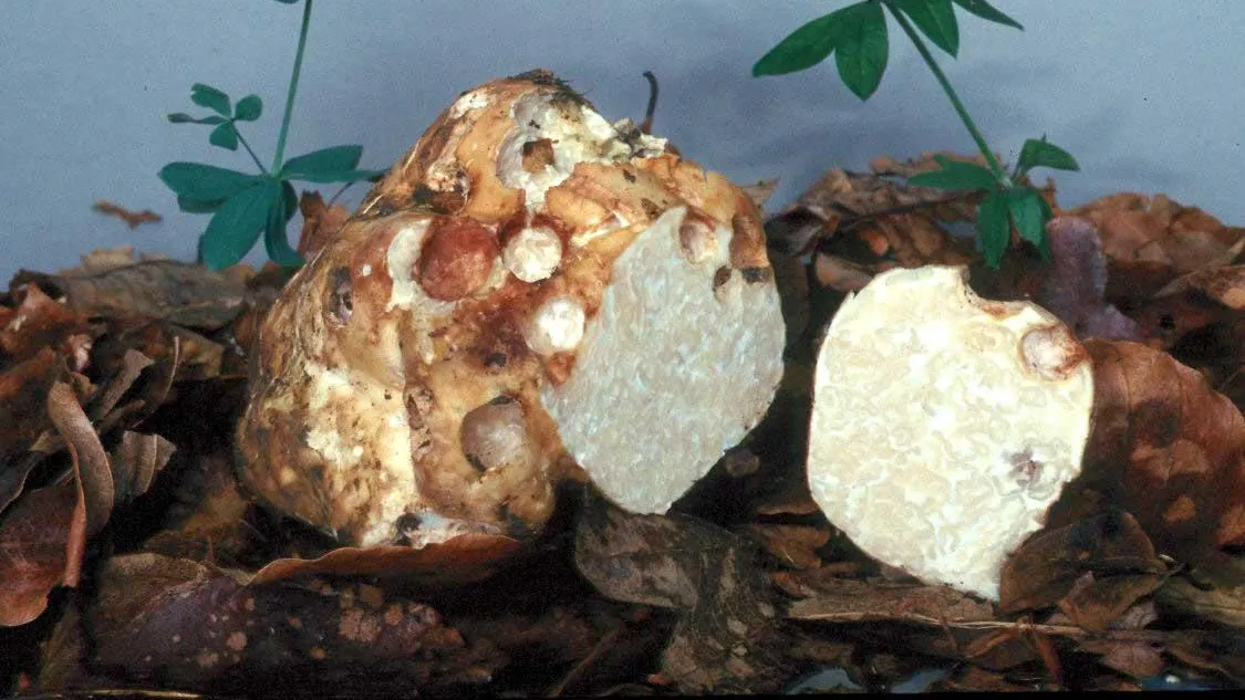 Фото: ru.wikipedia.org