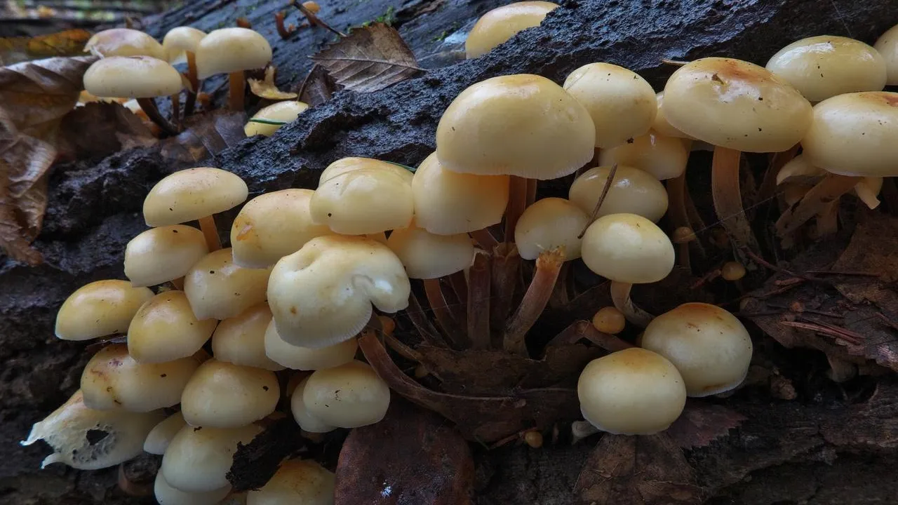 Фото соцсети.