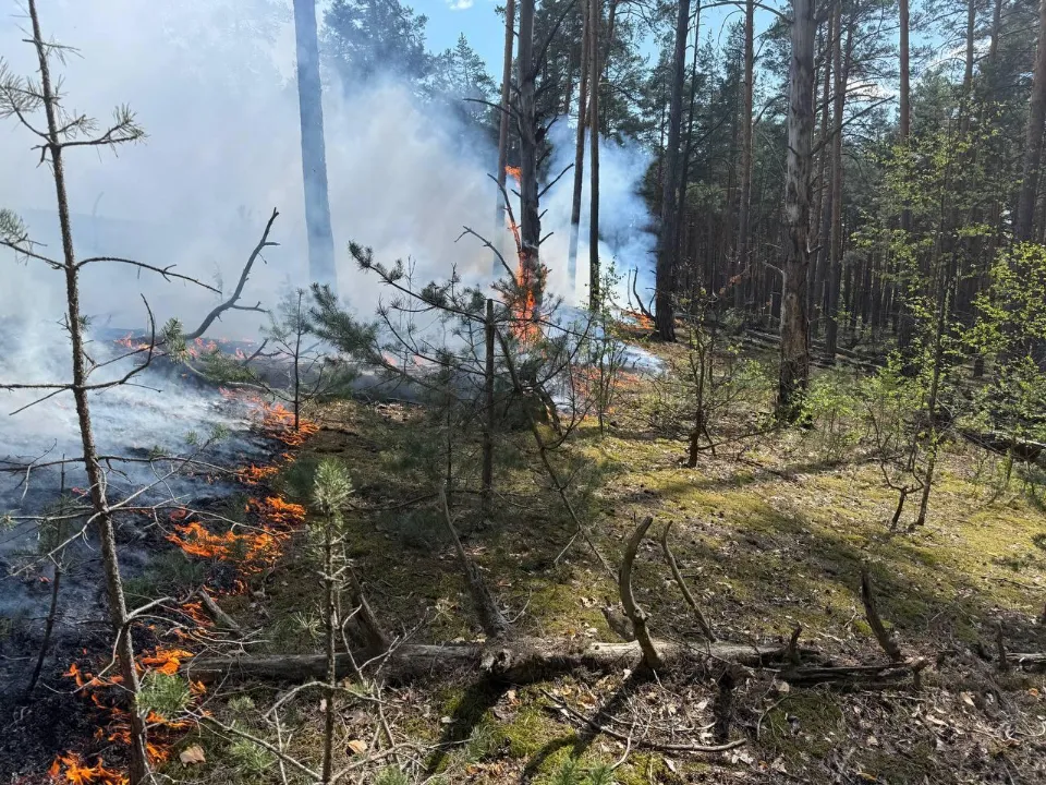 Фото: Комитет лесного хозяйства Московской области