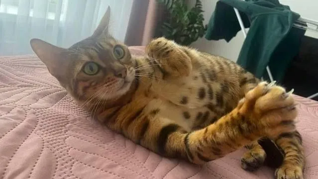 скриншот объявления