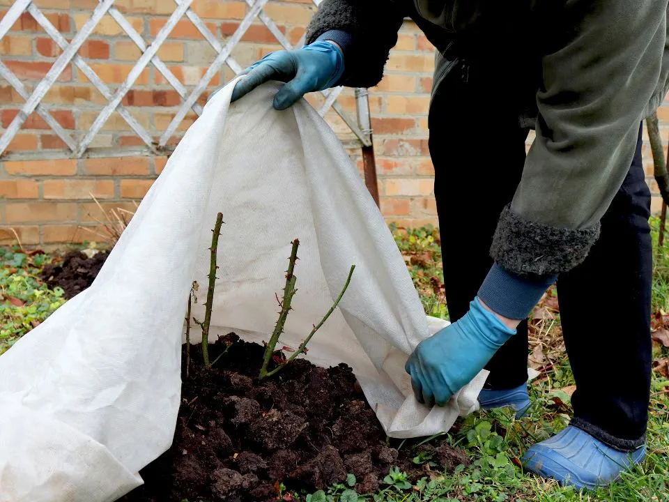 Фото: istockphoto.com/Natalia Dorojkina