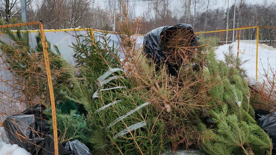 Фото: МедиаБанк Подмосковья/Роман Кутузов